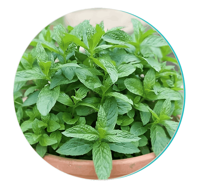 BioDentex